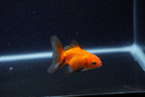 Baby Thai Oranda  Red 2 Inch (ID#1210ToPTA-38) Free2Day SHIPPING