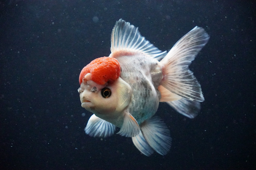 Thai Oranda  Red White 4.5 Inch (ID#1202T5b-85) Free2Day SHIPPING