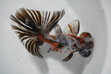 Butterfly  Calico 5 Inch (ID#920B8b2c-41) Free2Day SHIPPING