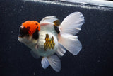 Thai Oranda  Tricolor 5.5 Inch (ID#1018To6c-122)