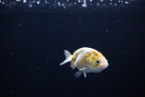 Baby Ranchu  Calico 2.5 Inch (ID#1119R9c-38) Free2Day SHIPPING