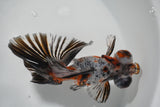 Butterfly  Calico 5 Inch (ID#920B8b2c-41) Free2Day SHIPPING