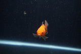 Baby Thai Oranda  Red 2 Inch (ID#1210ToPTA-38) Free2Day SHIPPING