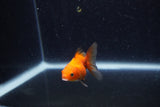 Baby Thai Oranda  Red 2 Inch (ID#1210ToPTA-38) Free2Day SHIPPING