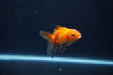 Baby Thai Oranda  Red 2 Inch (ID#1210ToPTA-38) Free2Day SHIPPING