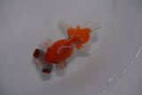 Butterfly  Red White 3.5 Inch (ID#0103B8b-41) Free2Day SHIPPING