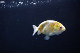 Baby Ranchu  Calico 2.5 Inch (ID#1119R9c-38) Free2Day SHIPPING