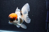 Thai Oranda  Tricolor 5.5 Inch (ID#1018To6b-122)