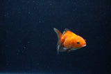 Baby Thai Oranda  Red 2 Inch (ID#1210ToPTA-38) Free2Day SHIPPING