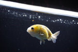 Baby Ranchu  Calico 2.5 Inch (ID#1119R9c-38) Free2Day SHIPPING