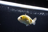 Baby Ranchu  Calico 2.5 Inch (ID#1119R9c-38) Free2Day SHIPPING