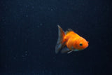 Baby Thai Oranda  Red 2 Inch (ID#1210ToPTA-38) Free2Day SHIPPING