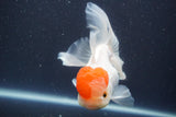 Thai Oranda  Red Cap 5 Inch (ID#910To13a-18) Free2Day SHIPPING