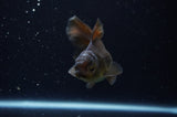Juvenile Thai Oranda  Black 4 Inch (ID#307T13b-68) Free2Day SHIPPING