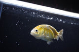 Baby Ranchu  Calico 2.5 Inch (ID#1119R9c-38) Free2Day SHIPPING