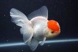 Thai Oranda  Red Cap 5 Inch (ID#910To13a-18) Free2Day SHIPPING