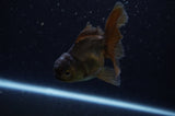 Juvenile Thai Oranda  Black 4 Inch (ID#307T13b-68) Free2Day SHIPPING