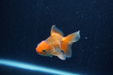 Baby Thai Oranda  Red 3 Inch (ID#1210ToPTA-39) Free2Day SHIPPING