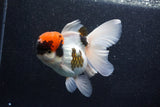 Thai Oranda  Tricolor 5.5 Inch (ID#1018To6b-122)