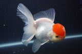 Thai Oranda  Red Cap 5 Inch (ID#910To13a-18) Free2Day SHIPPING