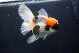 Thai Oranda  Tricolor 5.5 Inch (ID#1018To6b-122)