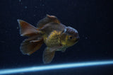 Juvenile Thai Oranda  Black 4 Inch (ID#307T13b-68) Free2Day SHIPPING