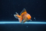 Baby Thai Oranda  Red 3 Inch (ID#1210ToPTA-39) Free2Day SHIPPING