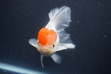 Thai Oranda  Red Cap 5 Inch (ID#910To13a-18) Free2Day SHIPPING