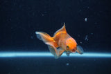 Baby Thai Oranda  Red 3 Inch (ID#1210ToPTA-39) Free2Day SHIPPING