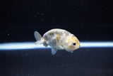 Baby Ranchu  Calico 2.5 Inch (ID#1119R9c-39) Free2Day SHIPPING