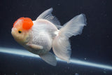 Thai Oranda  Red Cap 5 Inch (ID#910To13a-18) Free2Day SHIPPING