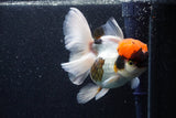 Thai Oranda  Tricolor 5.5 Inch (ID#1018To6c-122)