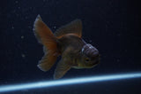 Juvenile Thai Oranda  Black 4 Inch (ID#307T13b-68) Free2Day SHIPPING