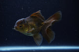 Juvenile Thai Oranda  Black 4 Inch (ID#307T13b-68) Free2Day SHIPPING