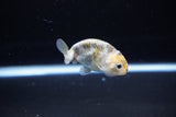 Baby Ranchu  Calico 2.5 Inch (ID#1119R9c-39) Free2Day SHIPPING