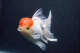 Thai Oranda  Red Cap 5 Inch (ID#910To13a-18) Free2Day SHIPPING