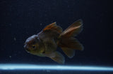 Juvenile Thai Oranda  Black 4 Inch (ID#307T13b-68) Free2Day SHIPPING