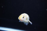 Baby Ranchu  Calico 2.5 Inch (ID#1119R9c-39) Free2Day SHIPPING