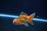 Baby Thai Oranda  Red 3 Inch (ID#1210ToPTA-39) Free2Day SHIPPING