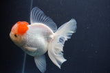 Thai Oranda  Red Cap 5 Inch (ID#910To13a-18) Free2Day SHIPPING