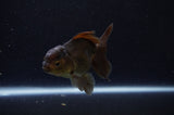 Juvenile Thai Oranda  Black 4 Inch (ID#307T13b-68) Free2Day SHIPPING