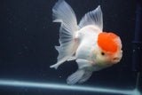 Thai Oranda  Red Cap 5 Inch (ID#910To13a-18) Free2Day SHIPPING