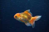 Baby Thai Oranda  Red 3 Inch (ID#1210ToPTA-39) Free2Day SHIPPING