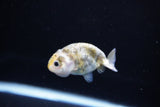 Baby Ranchu  Calico 2.5 Inch (ID#1119R9c-39) Free2Day SHIPPING