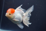 Thai Oranda  Red Cap 5 Inch (ID#910To13a-18) Free2Day SHIPPING