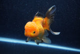 Thai Oranda  Panda 5 Inch (ID#1018To6b-123)