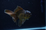 Juvenile Thai Oranda  Black 4 Inch (ID#307T13b-68) Free2Day SHIPPING