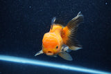 Thai Oranda  Panda 5 Inch (ID#1018To6c-123)