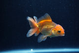 Baby Thai Oranda  Red 3 Inch (ID#1210ToPTA-39) Free2Day SHIPPING