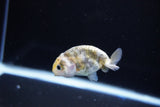 Baby Ranchu  Calico 2.5 Inch (ID#1119R9c-39) Free2Day SHIPPING